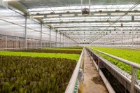Feed costs and financial performance: Hydroponic fodder vs. grain-fed beef
