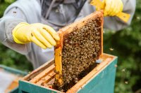 How to practice sustainable apiculture and avoid common mistakes How to practice sustainable apiculture and avoid common mistakes