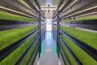 Hydroponic fodder vs. grain finishing for beef steers: A 5-month field trial