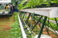 Hydroponics as a business, the opportunity and the reality