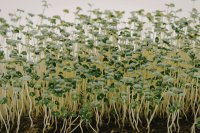Is it worth growing microgreens as a business