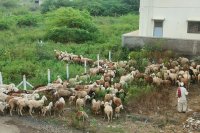 Issues and irregularities between livestock farmers and middlemen in Nigeria