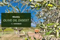 Olive oil market shows signs of correction amid buyer pause, EVOO prices soften