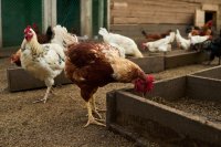 Poor and neglected management practices as the limiting factor in poultry production in Nigeria Poor and neglected management practices as the limiting factor in poultry production in Nigeria
