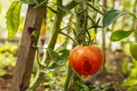 Practical IPM strategies for greenhouse and urban farming systems