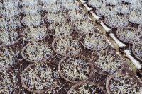 Seed protection and selection for hydroponic cultivation