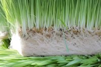 Setting up a hydroponic fodder system for cattle finishing