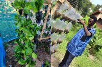 How to start a simple soilless growing system at home or on a small farm