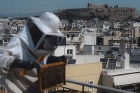 Urban beekeeping in Athens, a peaceful synergy with bees