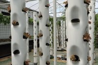 Using agri-food waste as nutrient inputs in vertical hydroponic systems