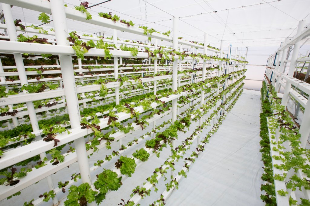 Vertical farming and the challenge of ultra-processed foods