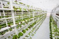 Vertical farming and the challenge of ultra-processed foods