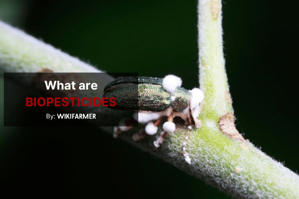 What are biopesticides?
