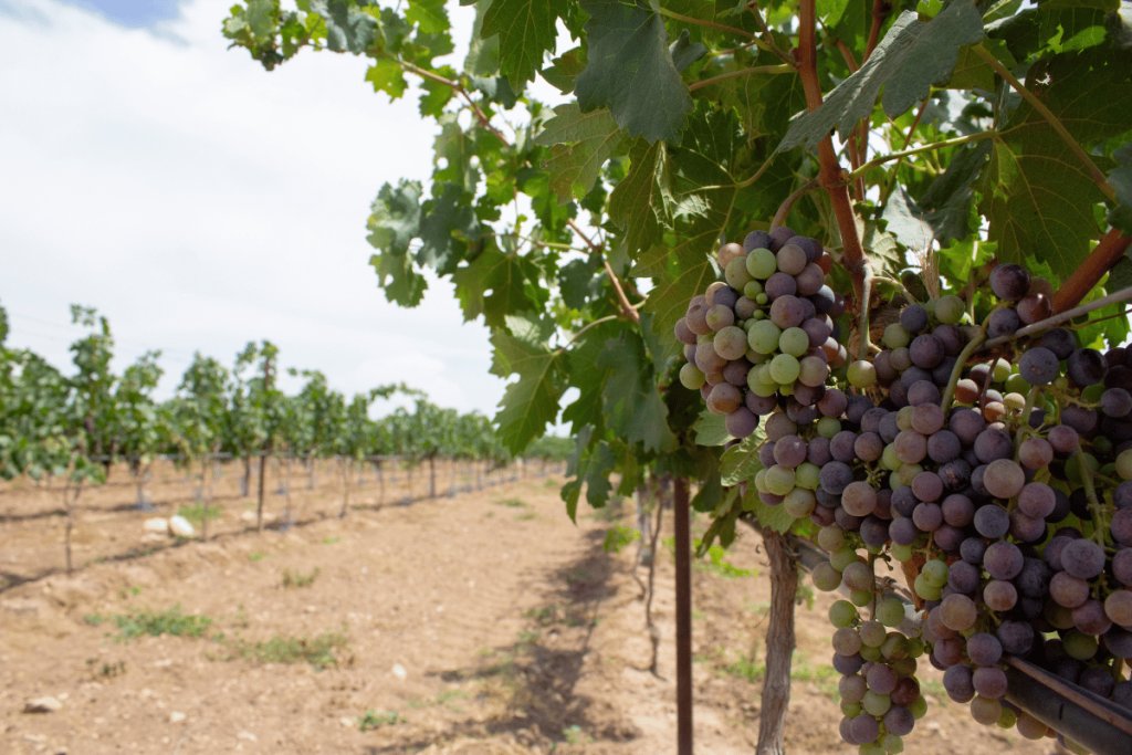What every wine farmer should know before starting out What every wine farmer should know before starting out