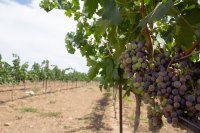 What every wine farmer should know before starting out What every wine farmer should know before starting out