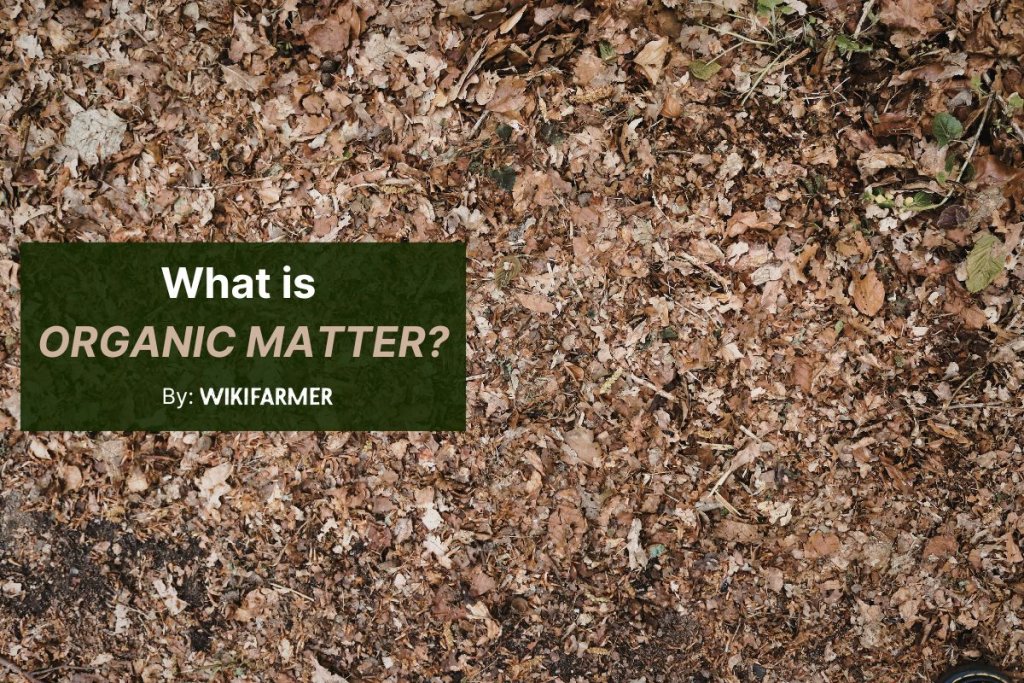 What is organic matter?