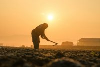 When the field becomes the teacher: Lessons from a reluctant agronomist
