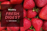 EU wholesale fruit: Strawberry price stabilization and mid-winter citrus