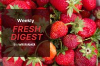 EU fruit markets: Strawberry prices stabilize as citrus climbs