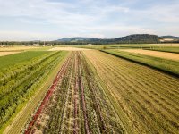 How diverse are EU crops? What satellite data reveals about Europe's fields