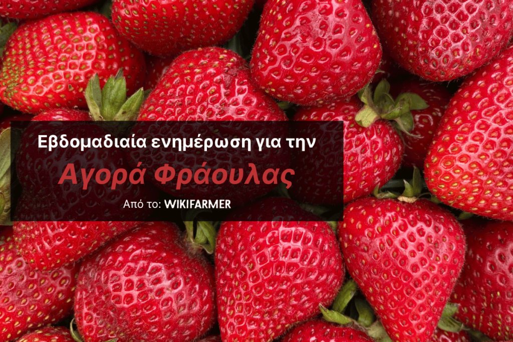 Οι ισπανικές φράουλες στα χαμηλότερα επίπεδα της φετινής σεζόν