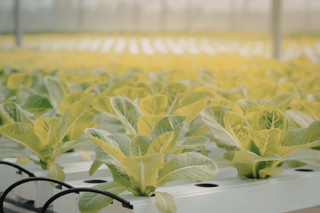 5 dangerous myths in indoor farming, and why they persist