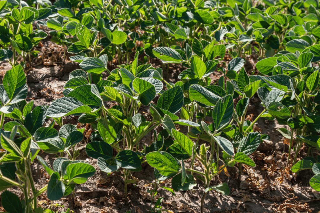 Agroecology, regenerative agriculture, and regenerative organic farming