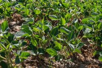 Agroecology, regenerative agriculture, and regenerative organic farming Agroecology, regenerative agriculture, and regenerative organic farming