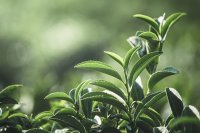 Biostimulants in fruit crops, a sustainable approach Biostimulants in fruit crops, a sustainable approach