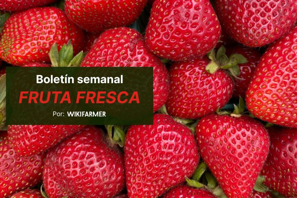 La campaña de la fresa alcanza su punto álgido mientras los cítricos entran en su recta final