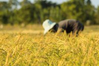 How food insecurity shapes and scars the lives of adolescents