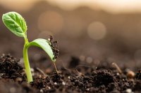 How to evaluate bacterial inoculants before buying