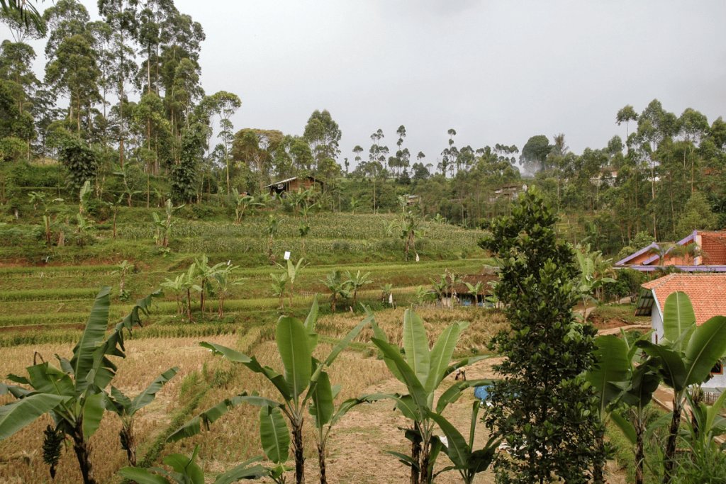 Integrating food forest layers into smallholder farms, a journey from Bali and beyond