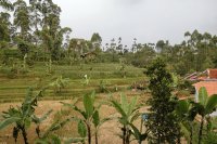 Integrating food forest layers into smallholder farms, a journey from Bali and beyond