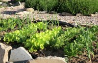 Intercropping onions and lettuce for better land use and natural pest control