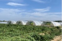 Managing greenhouse systems under climate change in the Mediterranean