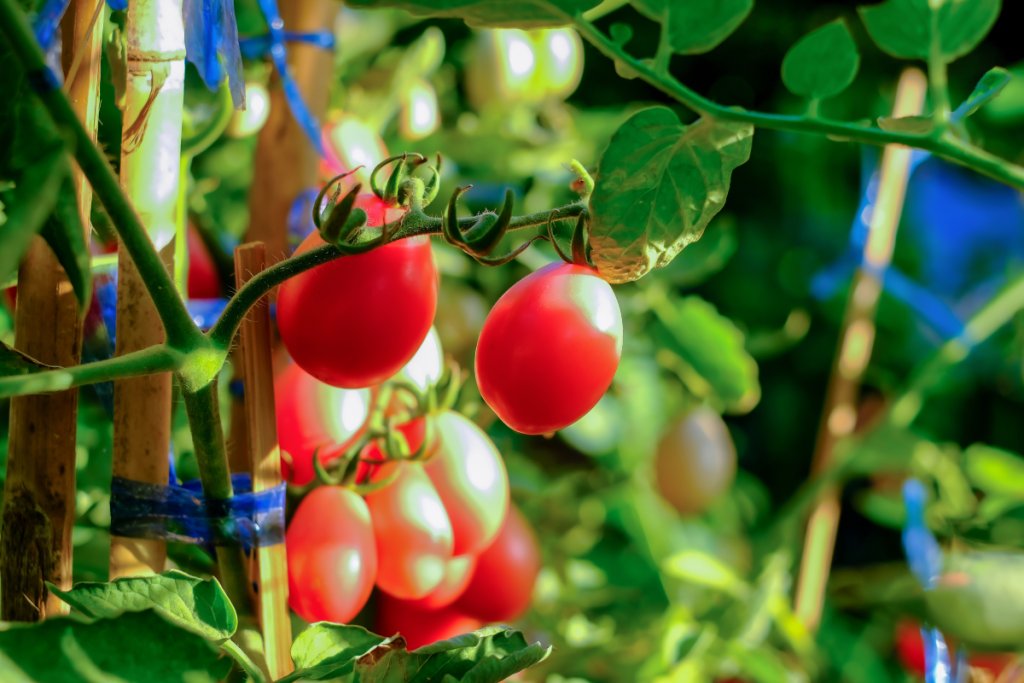 Organic tomato production for tropical and temperate regions
