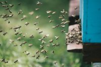 Smart hive management techniques every beekeeper should know to boost colony health and honey yield