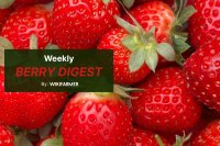 Southern European strawberry prices at seasonal lows, Northern premium holds above €7/kg