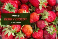 Spanish strawberry prices hit campaign low as northern Europe commands premium