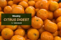 EU citrus: Lemons tighten, mandarins diverge, and oranges near end
