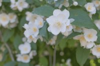 Καλλιέργεια και φροντίδα του γιασεμιού