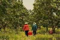 Όταν ο χειμώνας δεν είναι αρκετά ψυχρός, οι οπωρώνες πληρώνουν το τίμημα