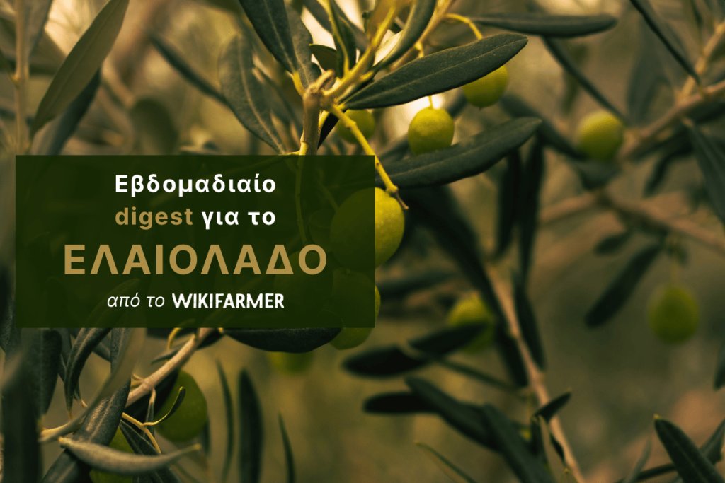 Υποτονική ζήτηση στο ελαιόλαδο εν αναμονή της σοδειάς 2026/27
