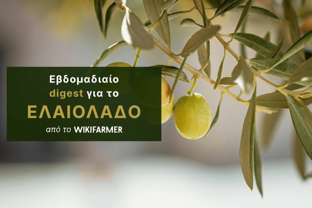 Χαμηλή κινητικότητα στο ελαιόλαδο, ενώ η ανθοφορία στηρίζει τις προσδοκίες για τη νέα σοδειά