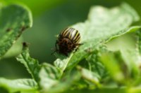A century of fighting the Colorado potato beetle in German fields