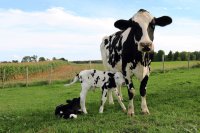 Cow-calf contact in dairy farming Cow-calf contact in dairy farming, production, health, and welfare evidence