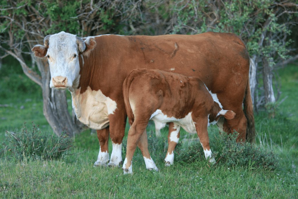 Farmer motivations and management approaches to carefree weaning in cow-calf contact systems