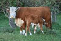 Farmer motivations and management approaches to carefree weaning in cow-calf contact systems Farmer motivations and management approaches to carefree weaning in cow-calf contact systems