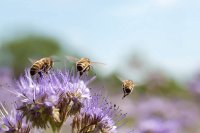 Four years to fix pollinators. Here's what the deadline means for food supply.